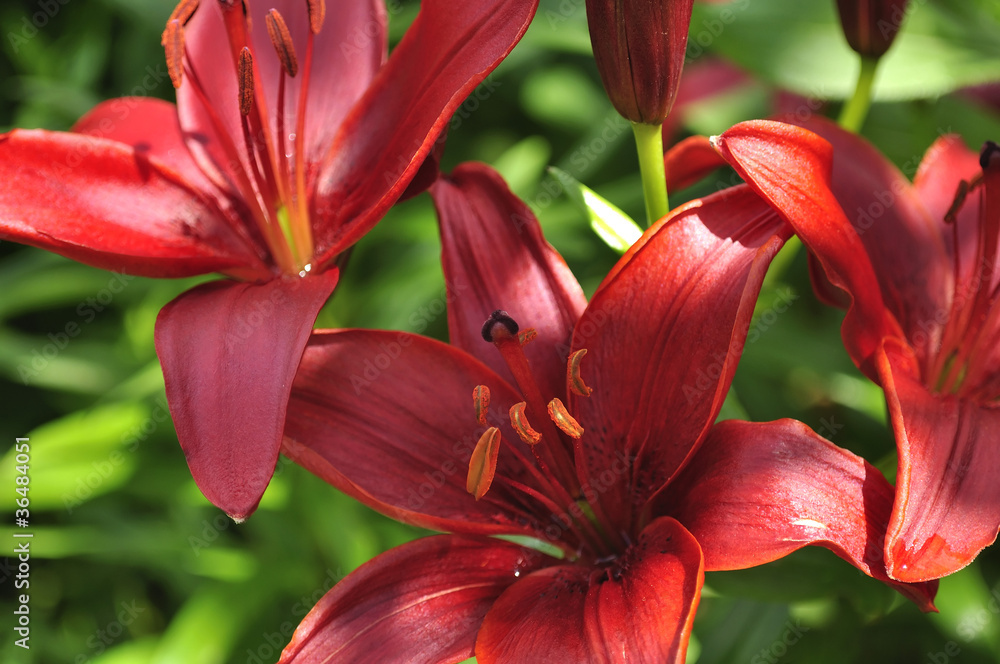 Red Lilies on Flower Bed Red Lilies on Flower Bed