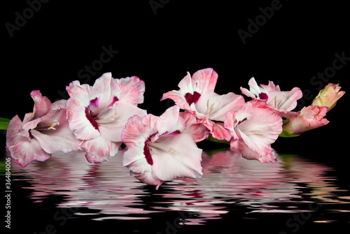Obraz na plátne Pink gladiola reflection