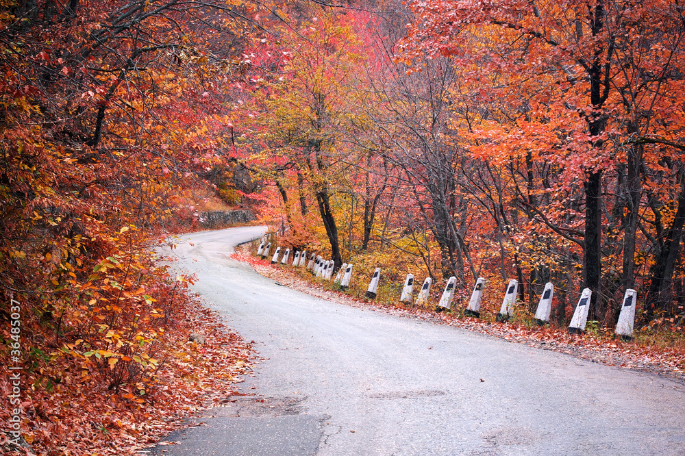 Road in autumn wood