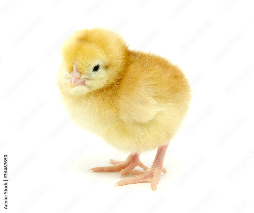 Obraz premium chicken on white