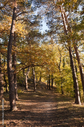Obraz na płótnie Goldener Oktober im Harz w salonie