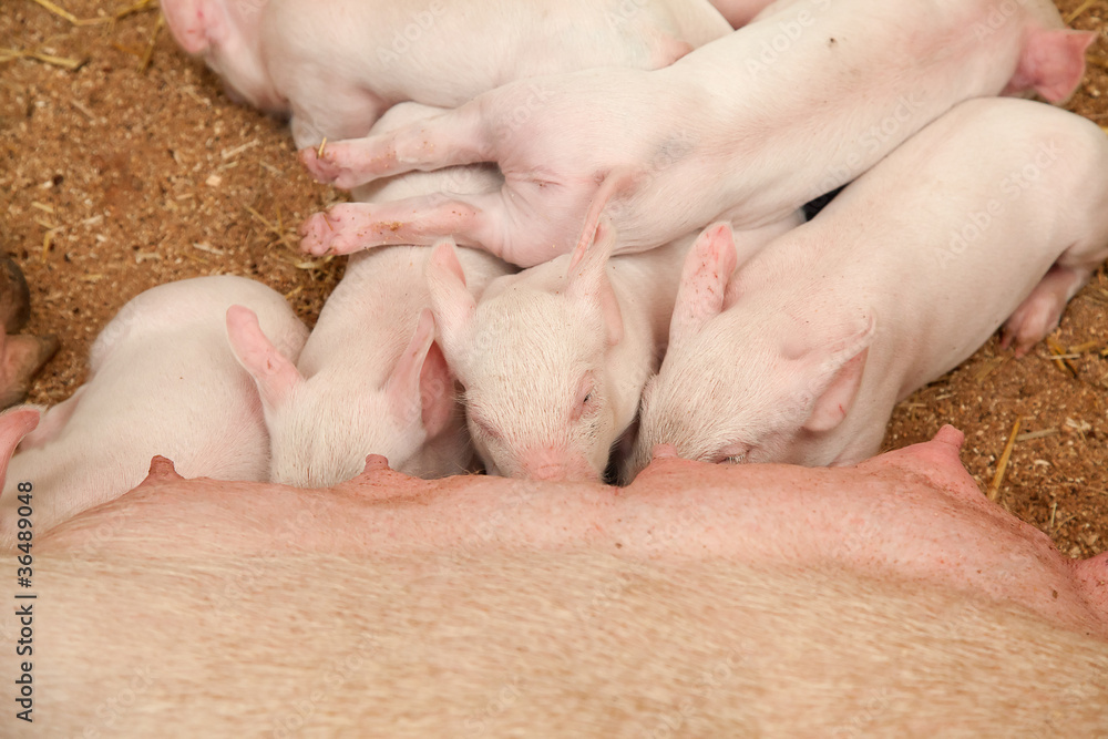 Young pigs Young pigs