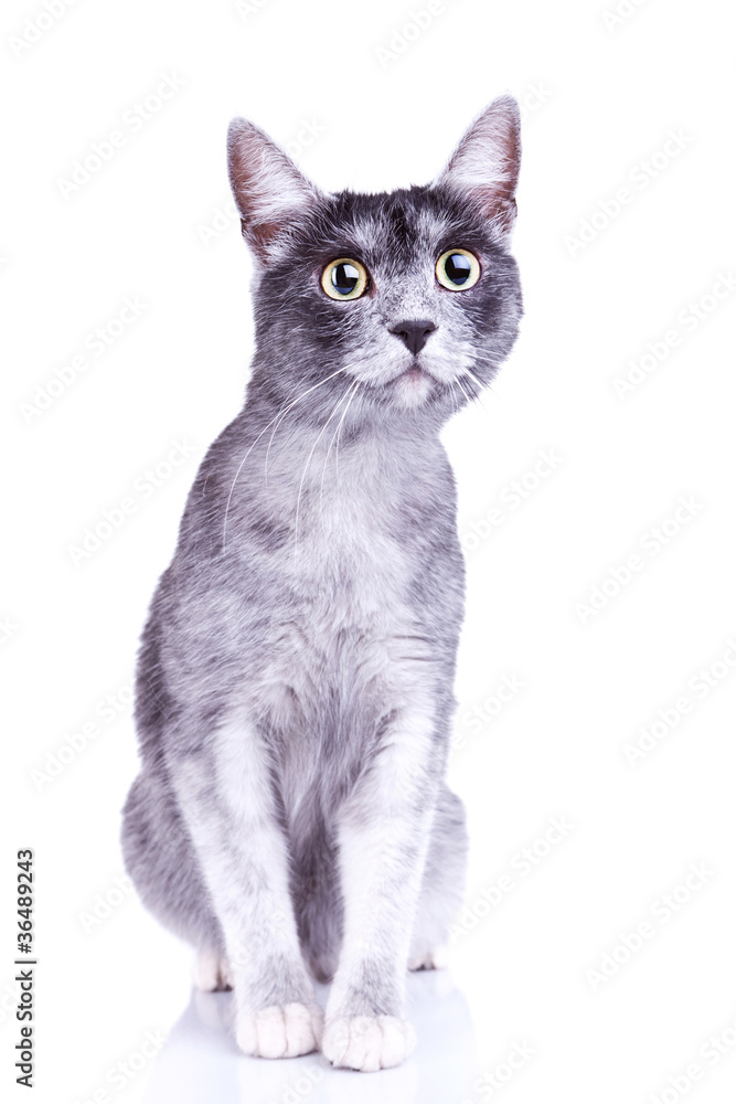 adorable gray cat with great eyes