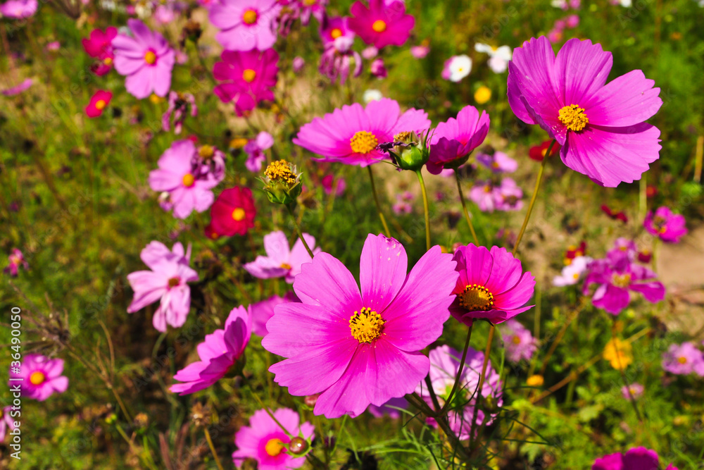 Pink daisies on a field