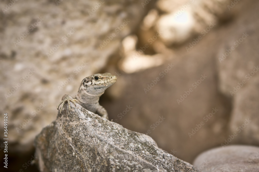 lizard on the stone