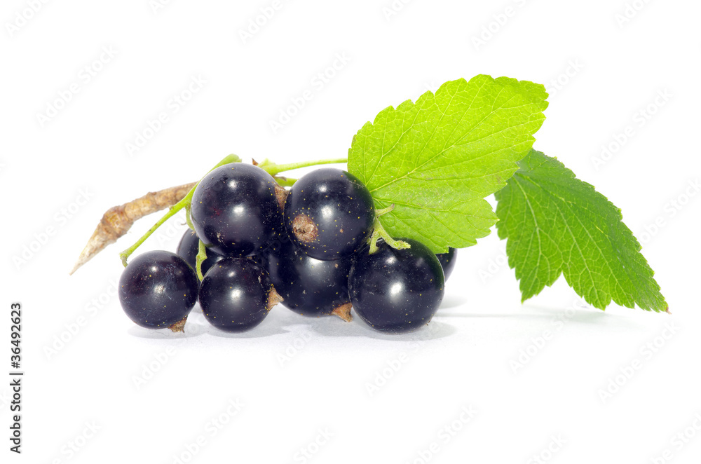 currant fruits currant fruits