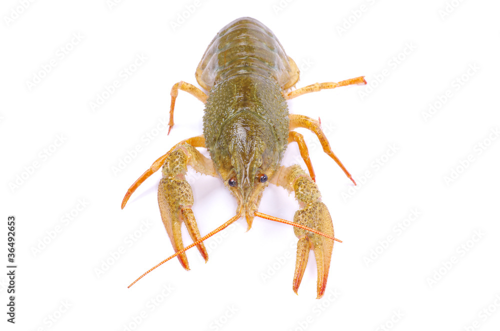 crawfish crawfish
