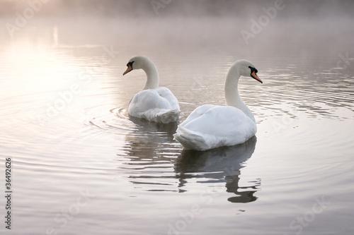 Pair of Mute swans (Cygnus olor) looking away from each other
