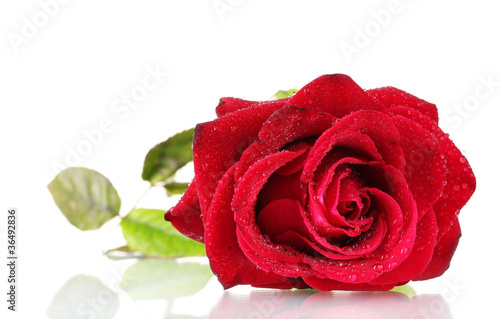 beautiful red rose isolated on white