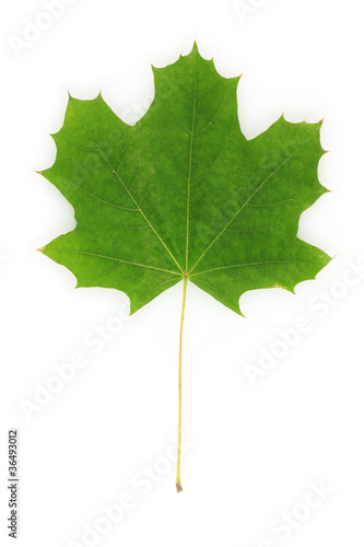 beautiful green maple leaf isolated on white