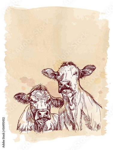 Two cows hand draw sketch & watercolor background