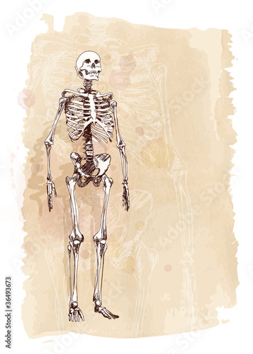 Skeleton sketch & watercolor vintage background