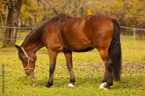 Fototapeta Naklejka Na Ścianę i Meble -  Pferd grast auf Wiese