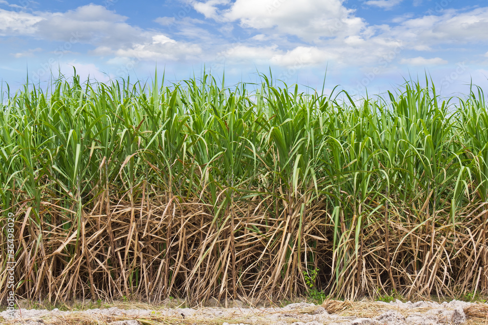 Obraz premium Sugarcane field in cloudy sky