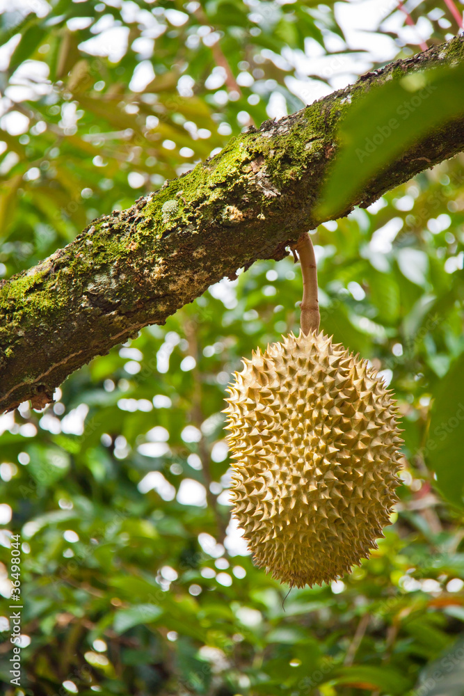 Durian on tree Durian on tree