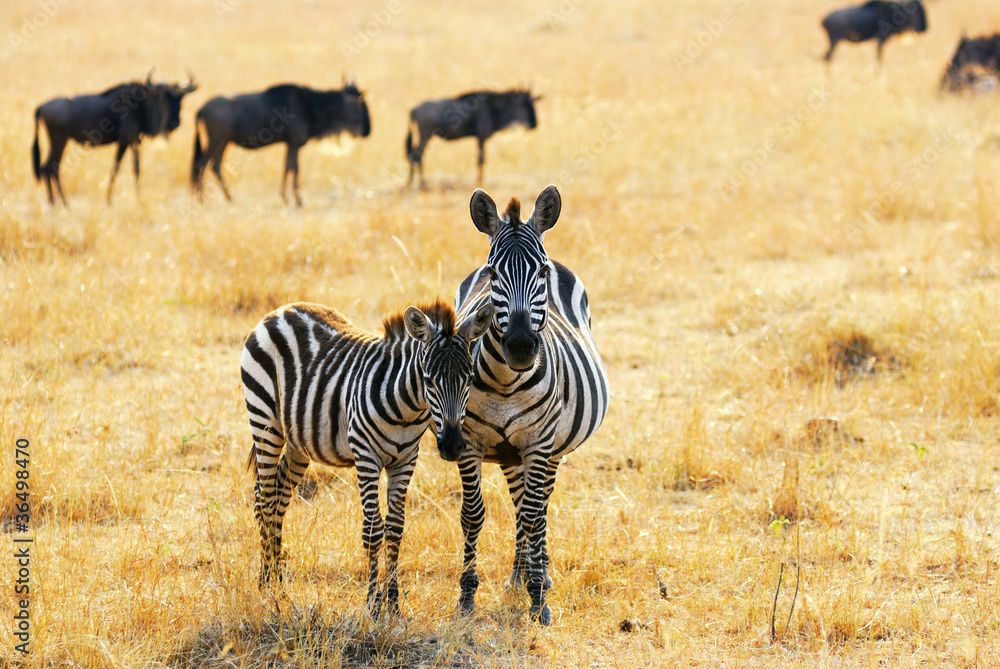 Naklejka premium Zebra with foal
