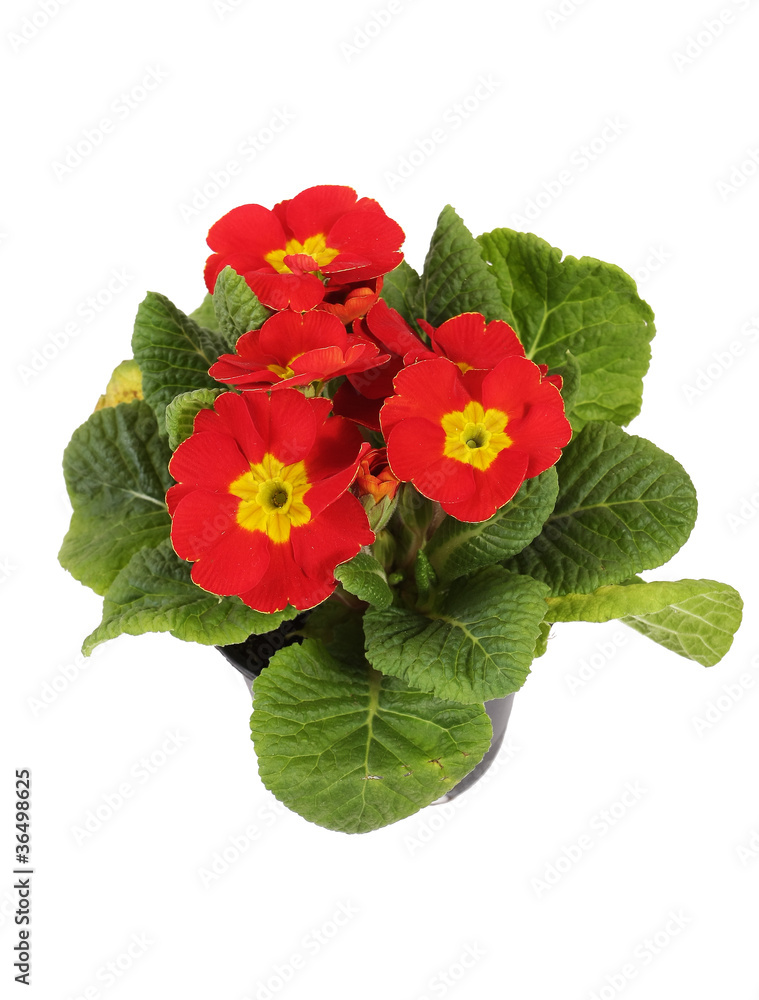 Red flowers isolated Red flowers isolated