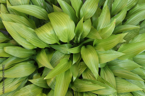 Green leafs detail