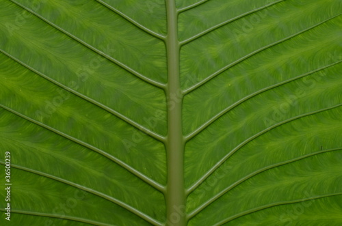 green taro leaf