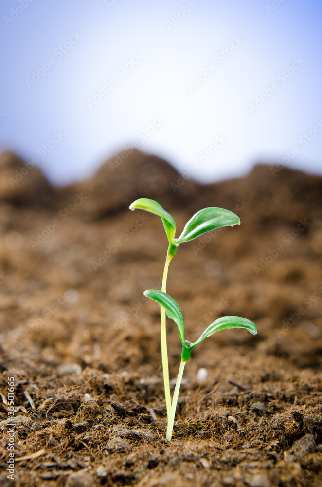 Green seedlings in new life concept Green seedlings in new life concept