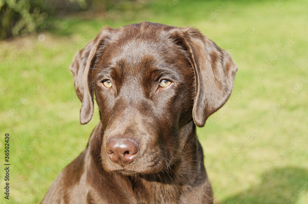 Labrador Retriever