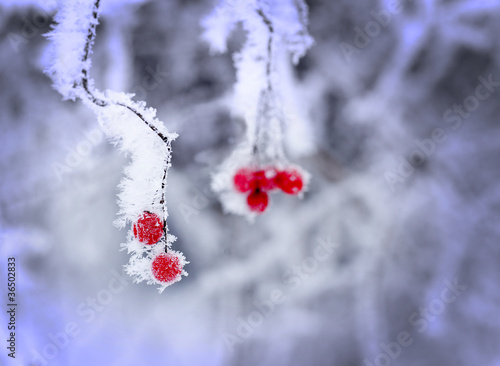 Red berries covered in ice