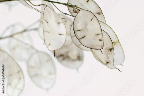 Lunaria annua - Silberblatt photo