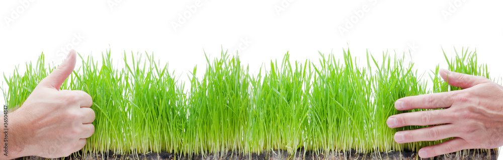 Green grass in hands Green grass in hands