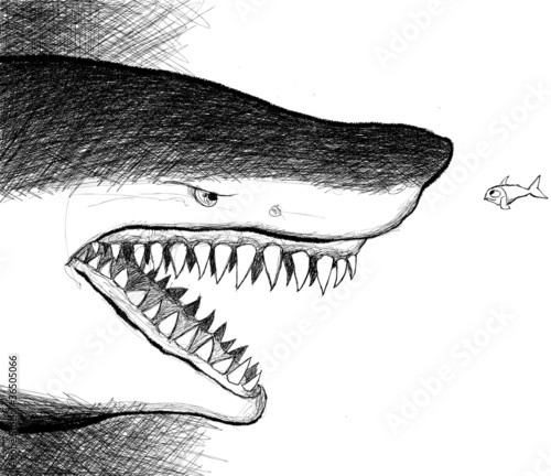 shark facing a small fish