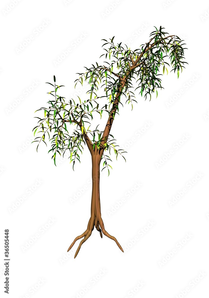 Obraz premium Bamboo tree