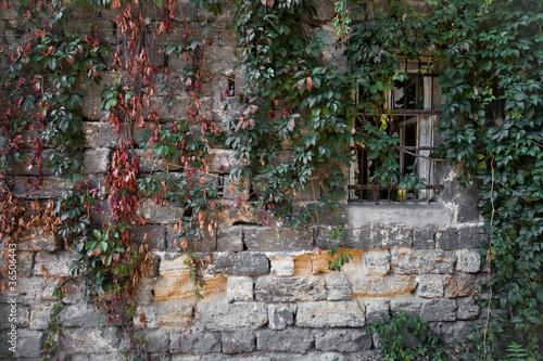wall with leaves
