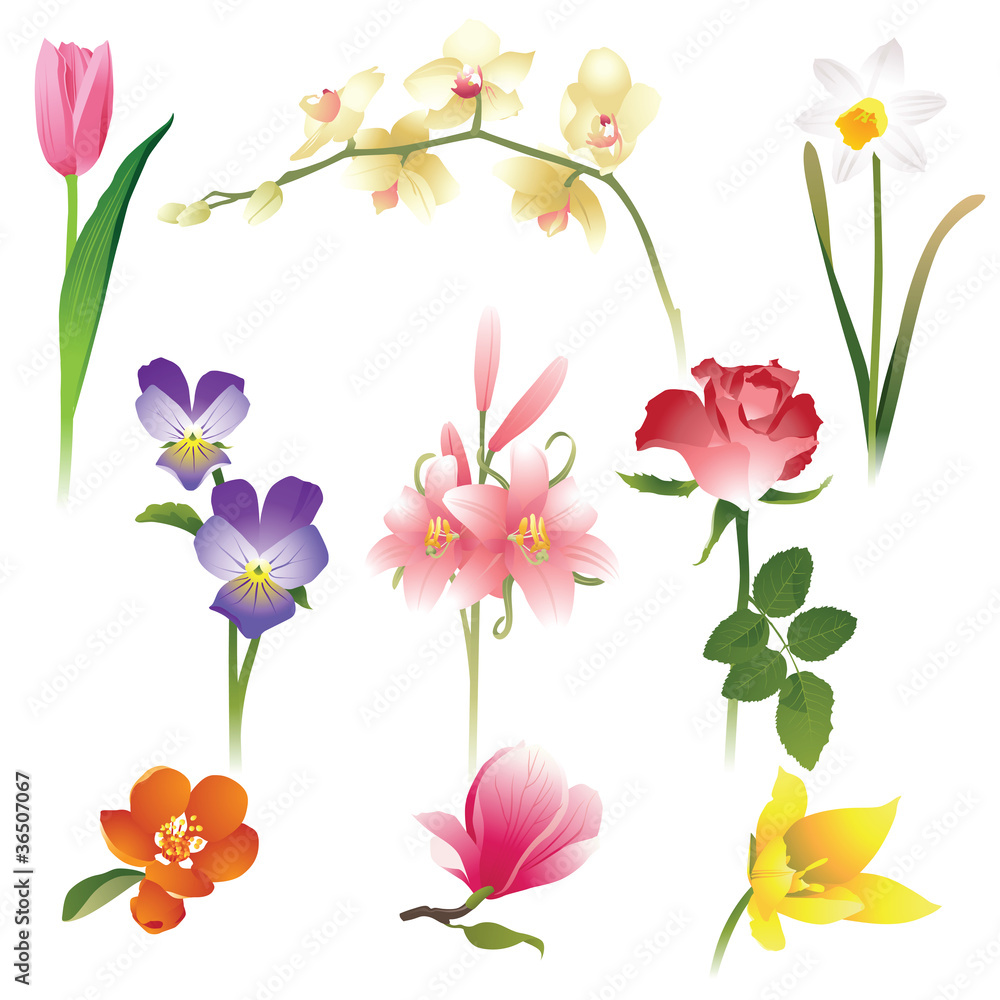 Fototapeta premium flowers