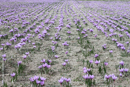 Saffron flowers on the field