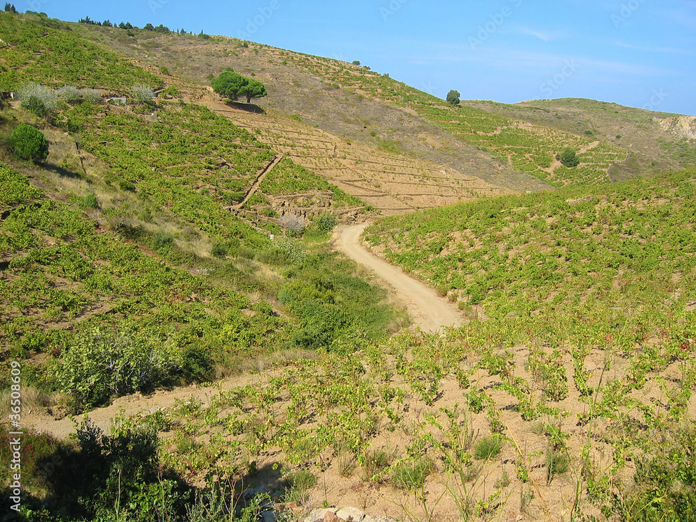 Curvy path through Mediterranean vineyard of Banyuls-sur-Mer, Pyrenees Orientales, Roussillon, France
