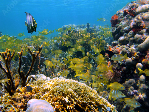 Colorful underwater marine life with shoal of tropical fish in a coral reef  Caribbean sea
