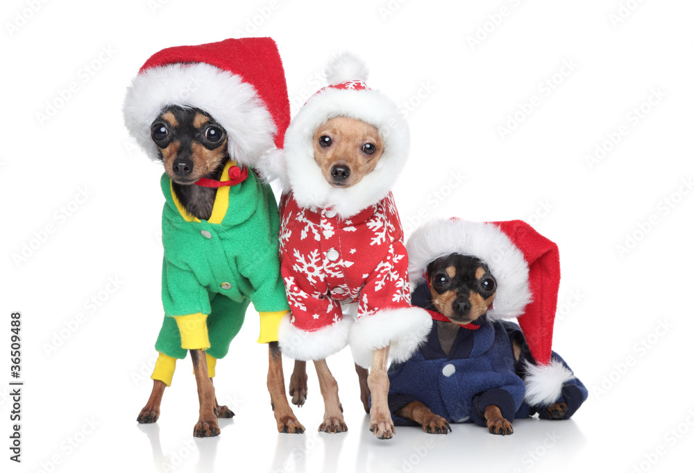 Group of toy-terrier puppies in Christmas hats