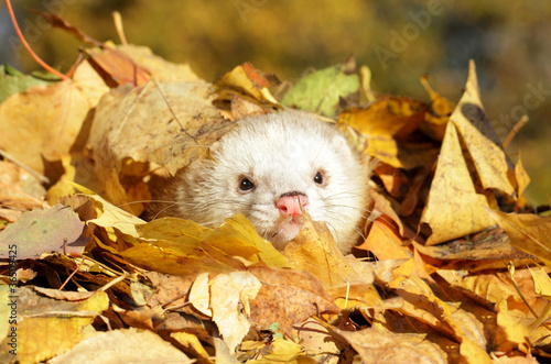 Ferret in yellow autumn leaves