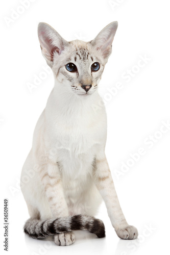 Fototapeta Naklejka Na Ścianę i Meble -  Siamese Blue Point cat