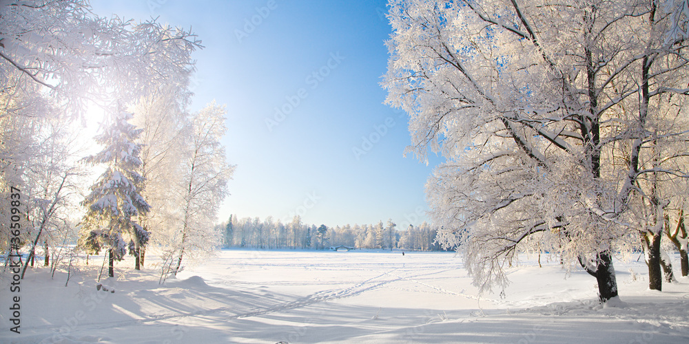 Naklejka premium Winter park. Panorama