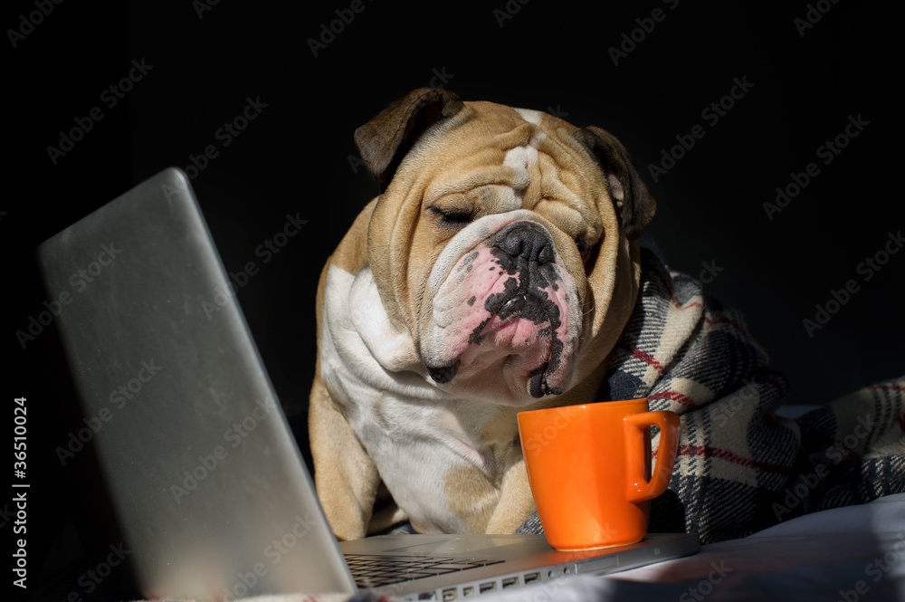 Bulldog Using Computer