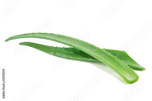 fresh aloe leaf