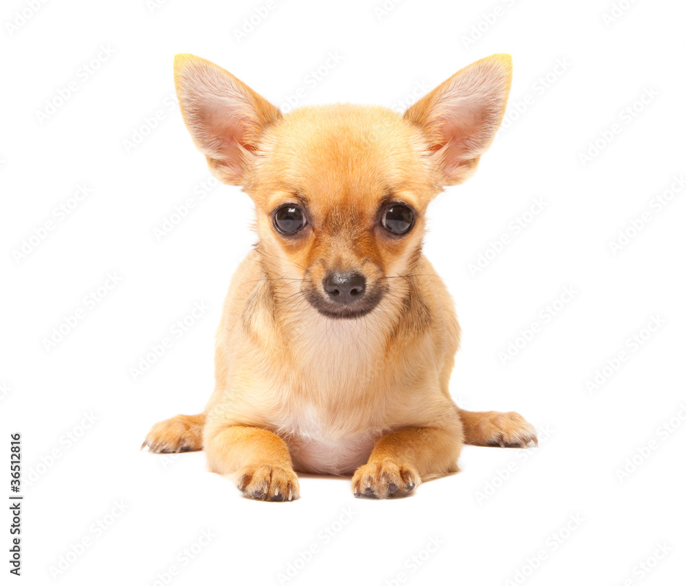 Young chihuahua puppy