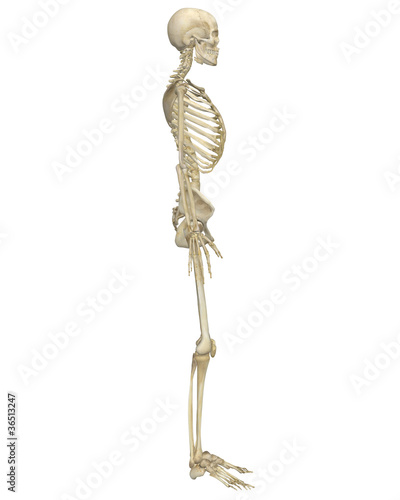 Human Skeleton Anatomy Side View