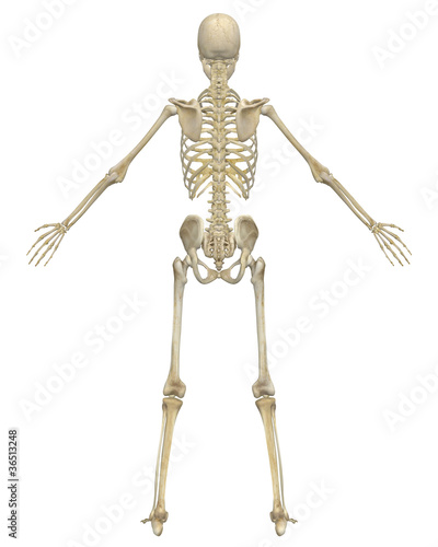 Human Skeleton Anatomy Rear View © Randall Reed