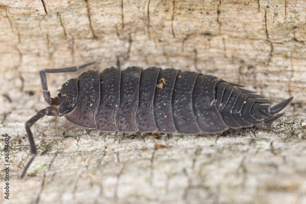 Woodlouse sitting on tree, extreme close-up Woodlouse sitting on tree, extreme close-up