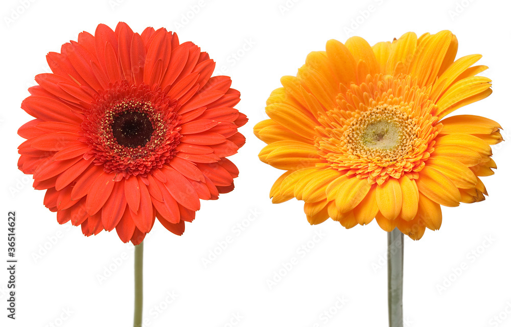 two daisy two daisy