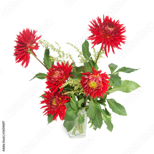 red dahlias photo