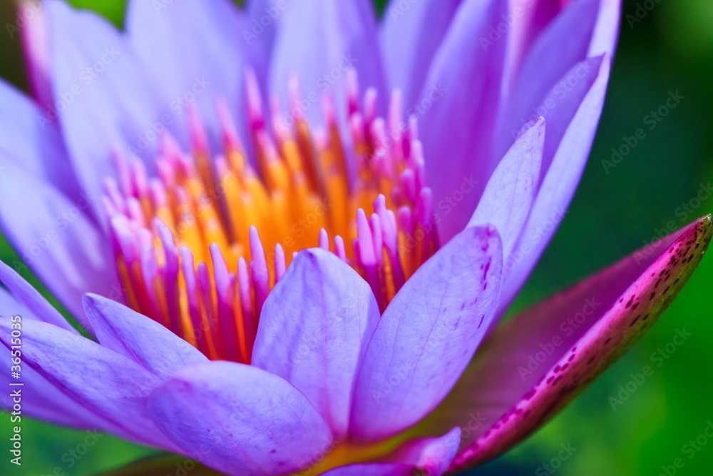 purple water lily pollen purple water lily pollen