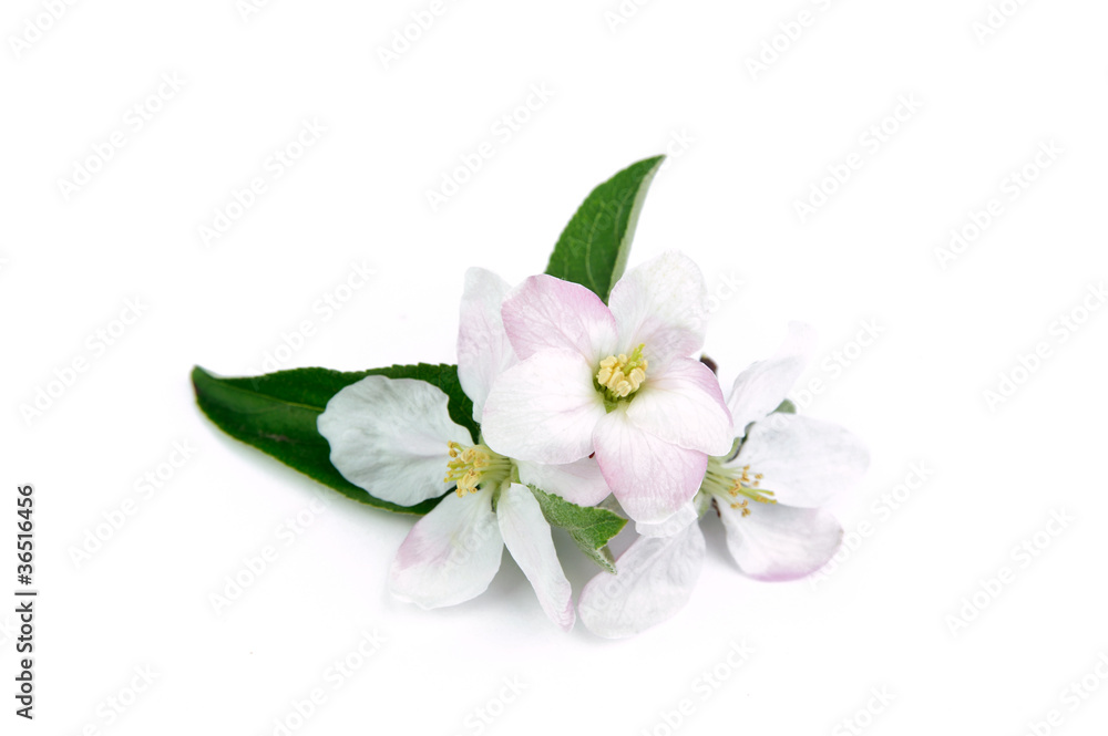 Fototapeta premium Flowers