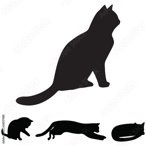 gatti
